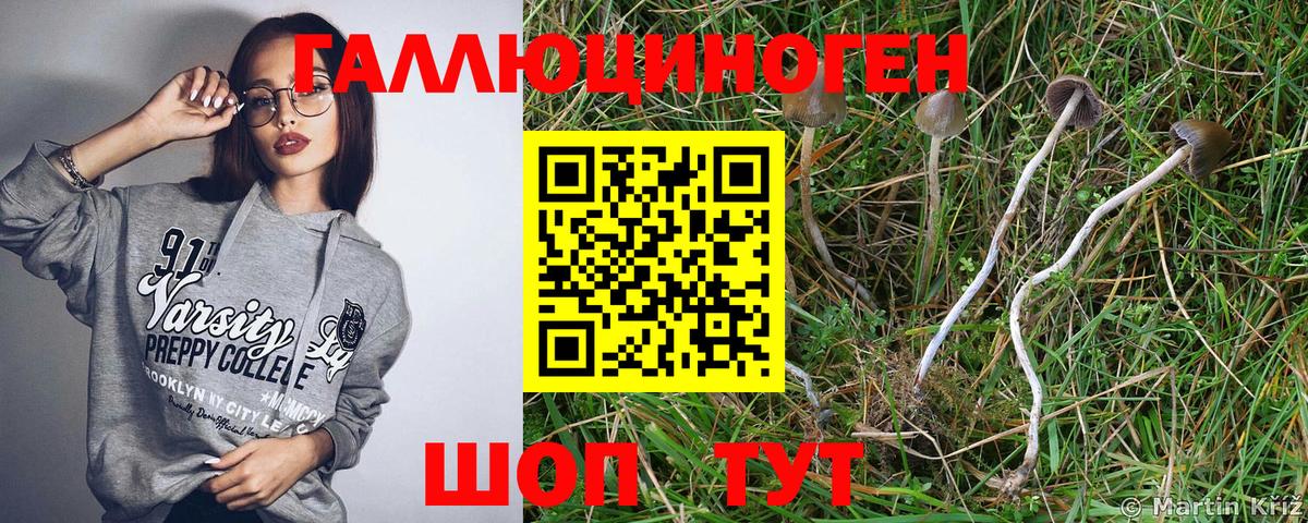 цены   Псилоцибиновые грибы Cubensis  Солнечногорск  Вход с VPN  Псилоцибиновые грибы Cubensis 